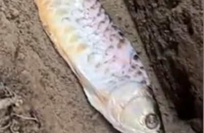 金龍魚(yú)魚(yú)鱗潰爛什么情況 龍魚(yú)百科 第3張 金龍魚(yú)魚(yú)鱗潰爛什么情況 金龍魚(yú)魚(yú)鱗潰爛什么情況 龍魚(yú)百科 第3張