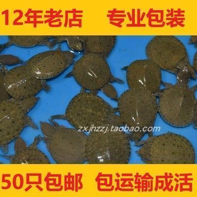 什么樣的龍魚專用飼料比較好養：哪種龍魚專用飼料更適合龍魚的飼養，龍魚飼料保存方法