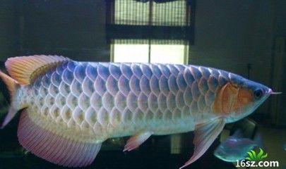 龍魚可以吃蜈蚣嗎：龍魚可以吃蜈蚣嗎龍魚可以吃蜈蚣嗎，龍魚可以吃蜈蚣嗎