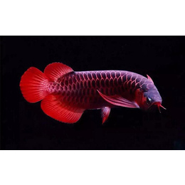 條四紋虎走出來玩 條四紋虎走出來玩 龍魚百科 第1張