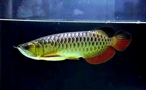 如何預防龍魚再次爛鰓？