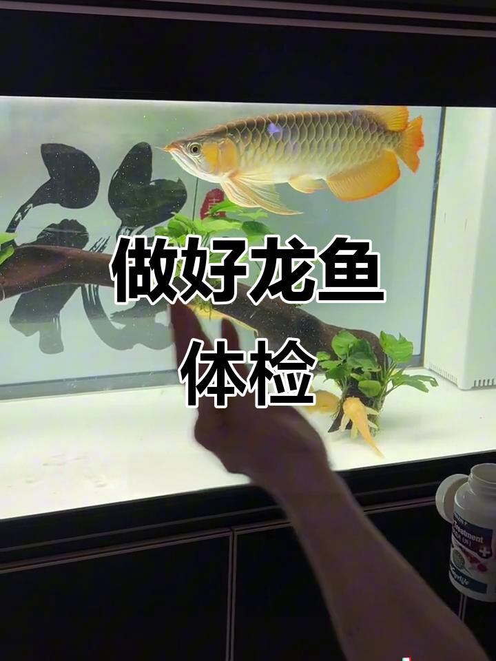如何預防龍魚再次爛鰓？