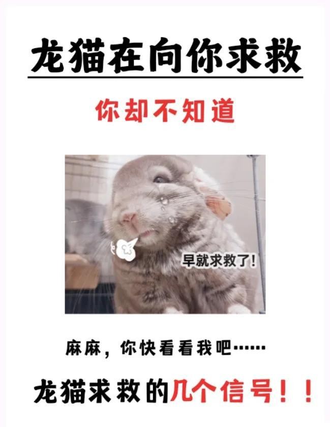 龍貓被貓嚇到會自愈嗎？