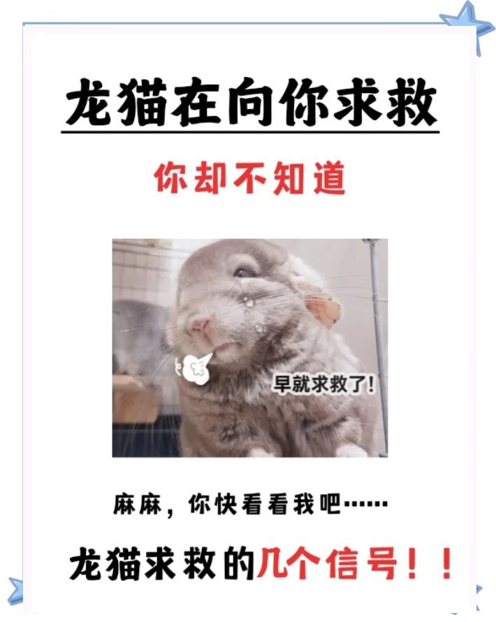 龍貓被貓嚇到會自愈嗎？