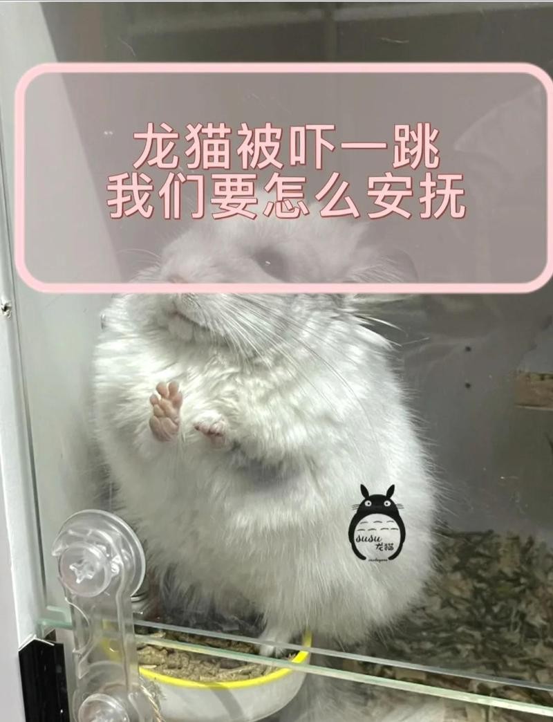 龍貓被貓嚇到會自愈嗎？