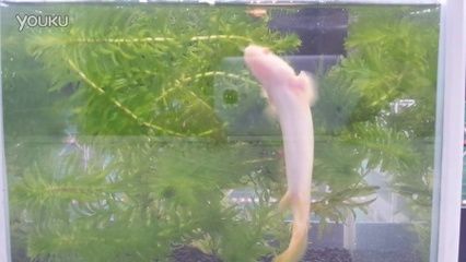 龍魚正常生長周期是多久：龍魚的生長周期