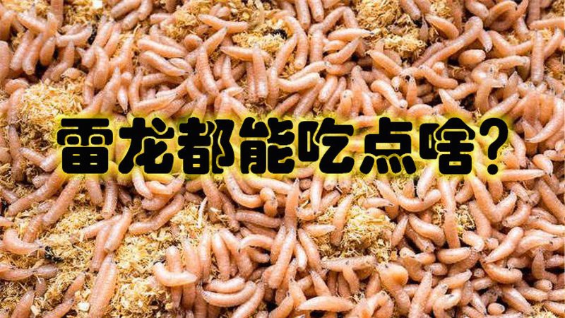 如何清洗和準備喂給雷龍魚的蔬菜？