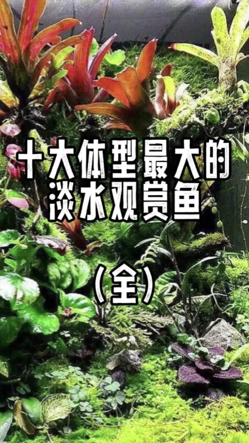胭脂魚能和龍魚混養嗎圖片欣賞大全
