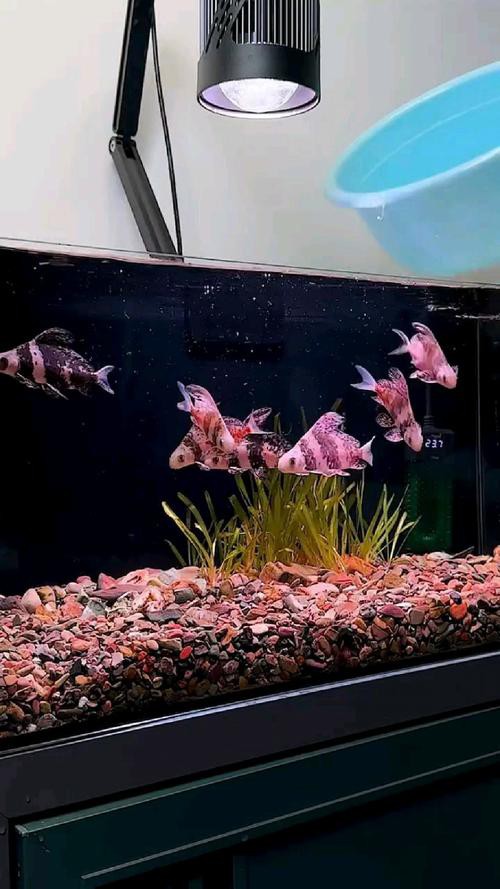 胭脂魚能和龍魚混養嗎圖片欣賞大全