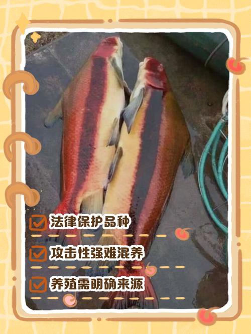 胭脂魚能和龍魚混養嗎圖片欣賞大全