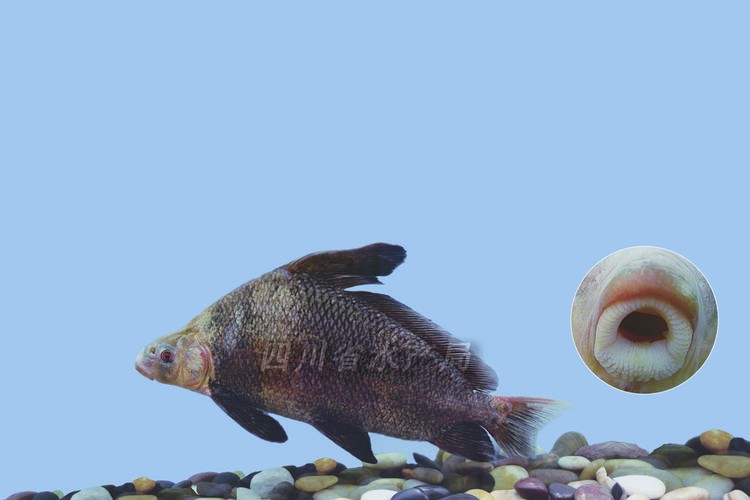 胭脂魚能和龍魚混養嗎圖片欣賞大全