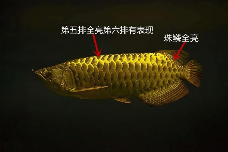 金龍魚30公分沒珠鱗是怎么回事？：30公分的金龍魚珠鱗未亮可能是珠鱗未亮的原因 金龍魚30公分沒珠鱗是怎么回事？：30公分的金龍魚珠鱗未亮可能是珠鱗未亮的原因 龍魚百科 第3張