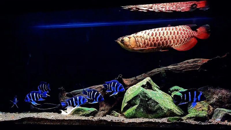 胭脂魚可以和龍魚混養(yǎng)么視頻