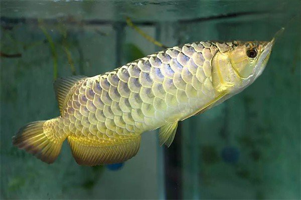 胭脂魚可以和龍魚混養(yǎng)么視頻