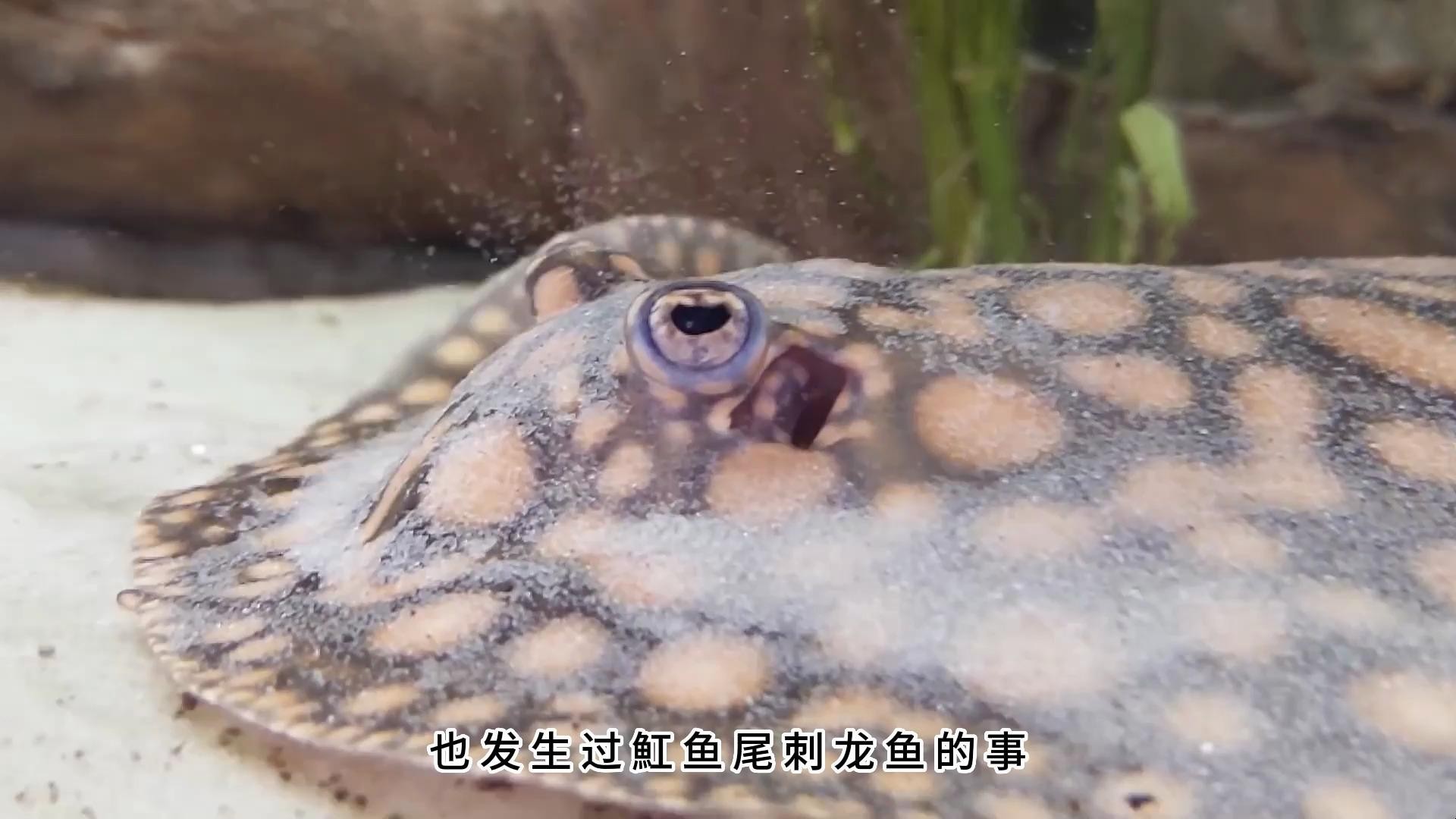 黑龍魚可以和什么魚混養一起養魚