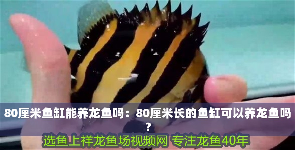 80厘米魚缸能養龍魚嗎:80厘米長的魚缸可以養龍魚嗎? 龍魚百科 第1張 80厘米魚缸能養龍魚嗎:80厘米長的魚缸可以養龍魚嗎? 80厘米魚缸能養龍魚嗎:80厘米長的魚缸可以養龍魚嗎? 龍魚百科 第1張