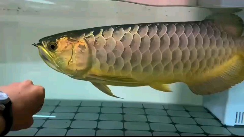 金龍魚最大能長多長