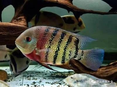 虎斑菠蘿和龍魚混養(yǎng)好嗎：虎斑菠蘿魚和龍魚可以混養(yǎng)嗎虎斑菠蘿魚和龍魚可以混養(yǎng)嗎