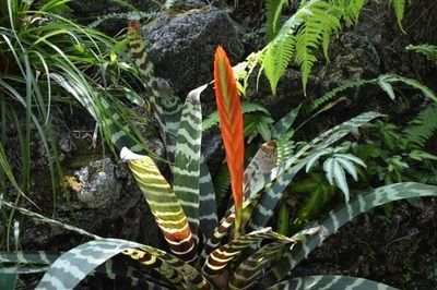 虎斑菠蘿和龍魚混養(yǎng)好嗎：虎斑菠蘿魚和龍魚可以混養(yǎng)嗎虎斑菠蘿魚和龍魚可以混養(yǎng)嗎