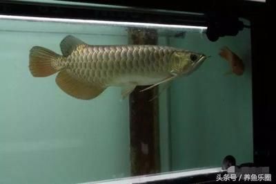 龍魚可以喂小龍蝦嗎：龍魚可以喂小龍蝦嗎,