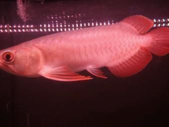 2024年國內龍魚經銷商排名前十的品牌：世爵紅龍上榜：2024年國內龍魚經銷商排名 2024年國內龍魚經銷商排名前十的品牌：世爵紅龍上榜：2024年國內龍魚經銷商排名 龍魚百科