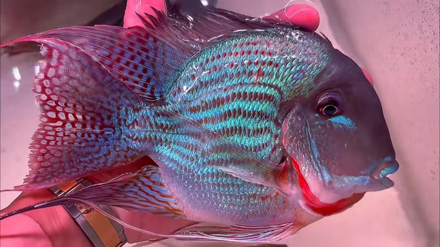 介紹一下祥龍魚場的元寶鳳凰魚