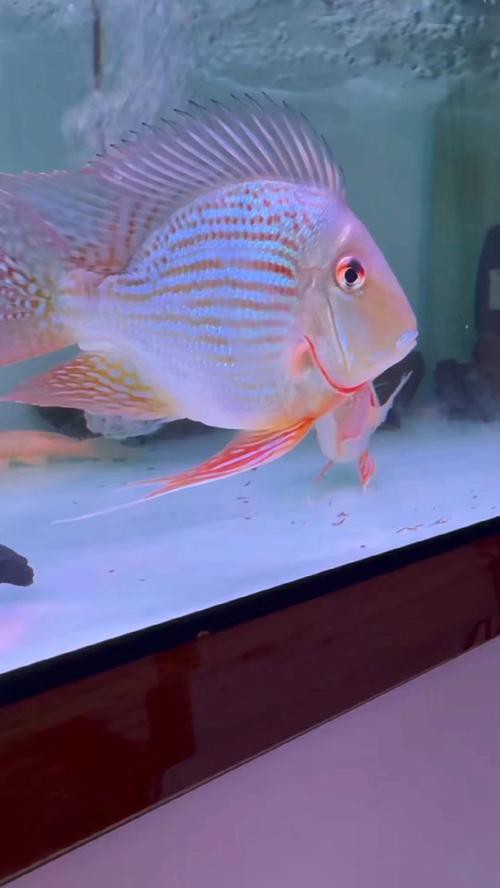 介紹一下祥龍魚場的元寶鳳凰魚