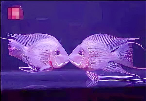 介紹一下祥龍魚場的元寶鳳凰魚