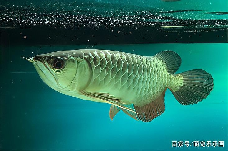 養(yǎng)龍魚(yú)上濾魚(yú)缸怎么樣放水