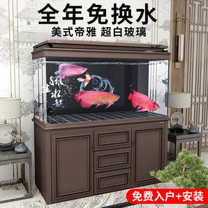 龍魚進缸多久可以換水 龍魚進缸多久可以換水 龍魚百科 第1張