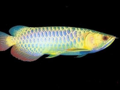 金龍魚有沒有藍色的魚：金龍魚是否會有藍色的魚，專業人士的建議進行飼養金龍魚