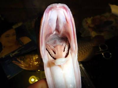 龍魚反復咀嚼的原因：龍魚反復咀嚼的原因有哪些？