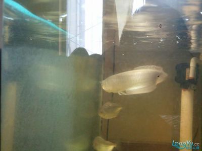 龍魚身上發綠是什么病，龍魚發綠是什么病：龍魚身上發綠是什么原因