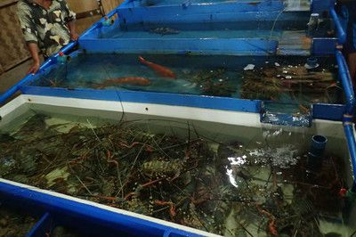 藍龍魚好不好養殖，關于藍龍魚養殖的一些詳細信息