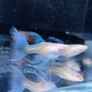 藍龍魚好不好養殖，關于藍龍魚養殖的一些詳細信息