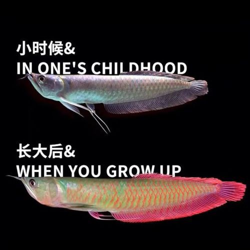 白銀龍魚(yú)價(jià)格行情走勢(shì)圖片