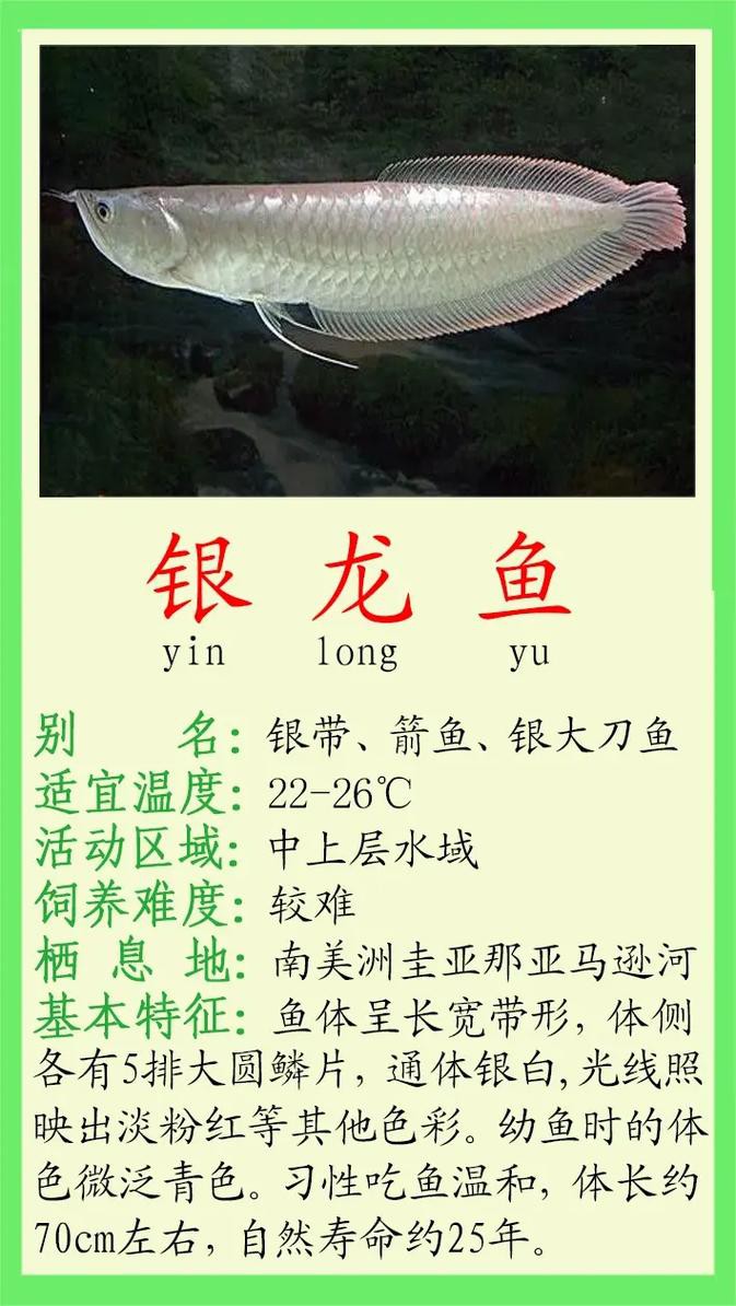 白銀龍魚(yú)價(jià)格行情走勢(shì)圖片