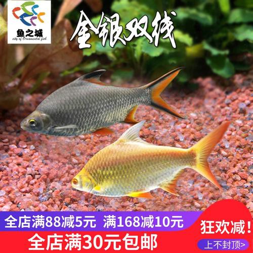 白銀龍魚(yú)價(jià)格行情走勢(shì)圖片