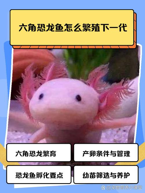 六角恐龍魚最大圖片