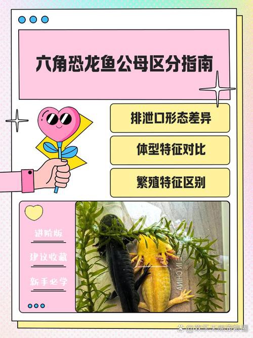 六角恐龍魚最大圖片