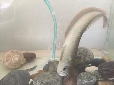 龍魚過背和B過有什么區(qū)別：龍魚過背和b過的區(qū)別 龍魚過背和B過有什么區(qū)別：龍魚過背和b過的區(qū)別 龍魚百科 第2張