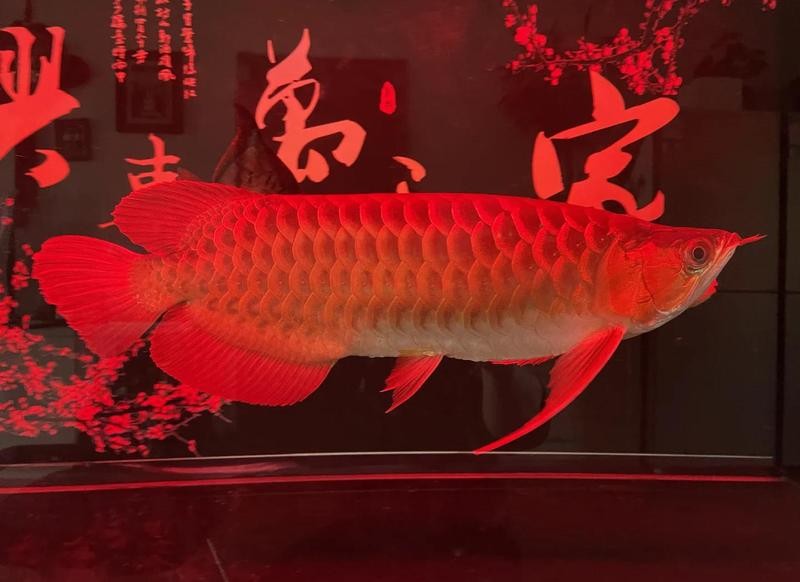 龍魚蒙眼應該怎么治療好