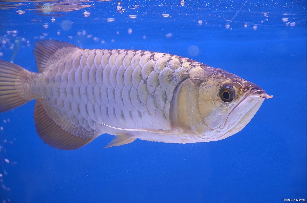 銀龍魚繁殖期如何照顧母魚？