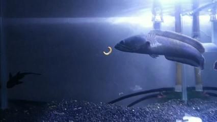 鬼王雷龍魚缸大小的建議：關于鬼王雷龍魚缸大小的建議 鬼王雷龍魚缸大小的建議：關于鬼王雷龍魚缸大小的建議 龍魚百科 第2張
