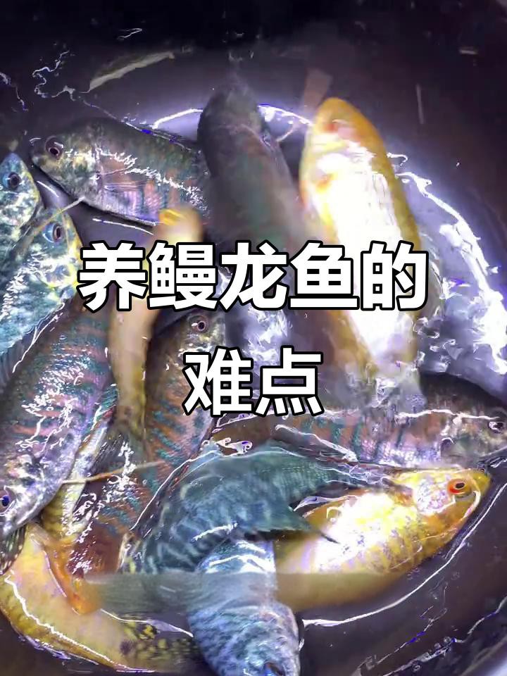 能再詳細說說曼龍魚的飼養(yǎng)要求嗎？ 能再詳細說說曼龍魚的飼養(yǎng)要求嗎？ 龍魚百科 第7張