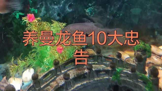 能再詳細說說曼龍魚的飼養要求嗎？