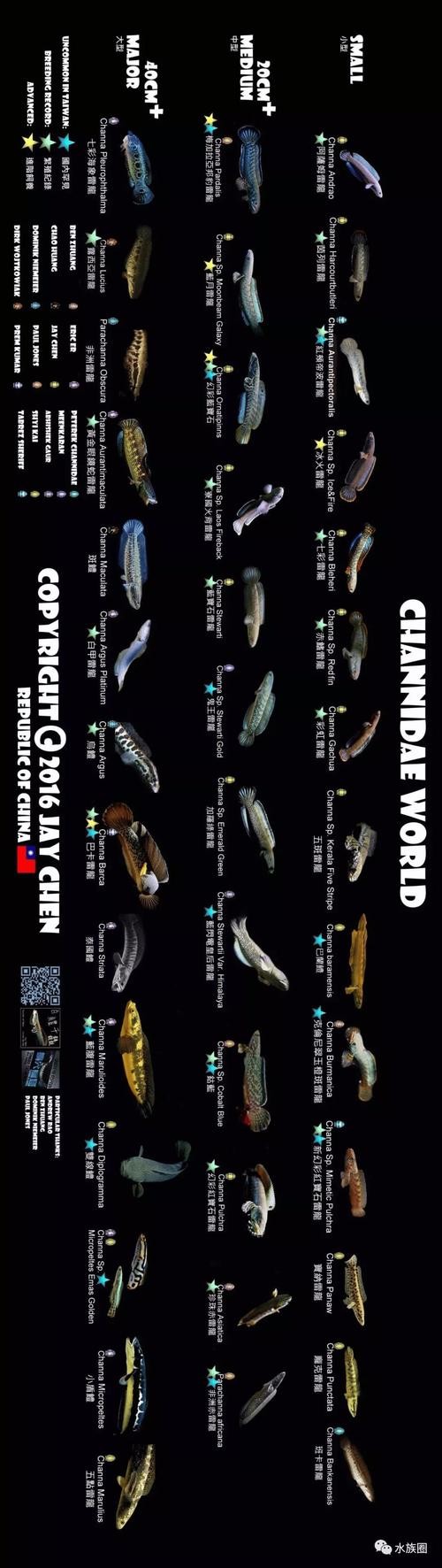 雷龍魚(yú)和恐龍魚(yú)的區(qū)別圖片