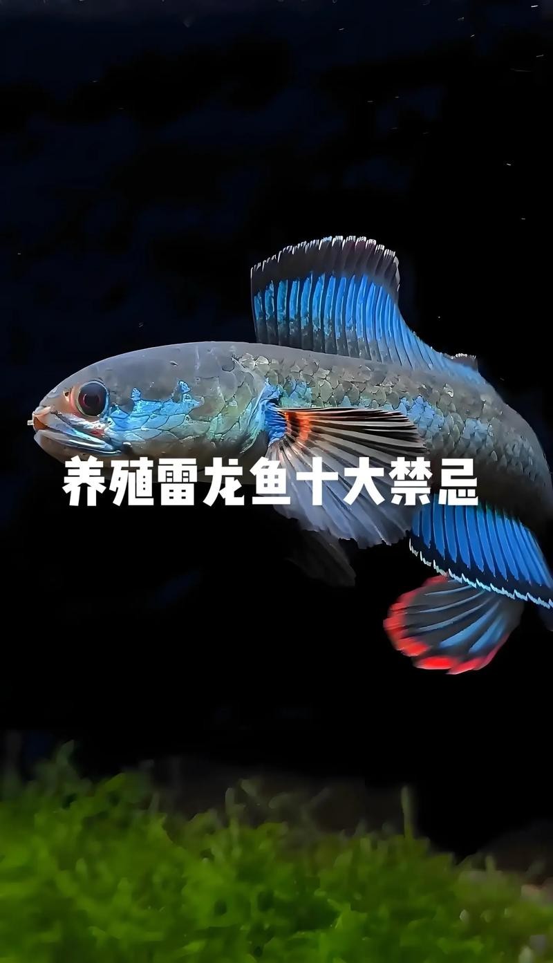 雷龍魚(yú)和恐龍魚(yú)的區(qū)別圖片