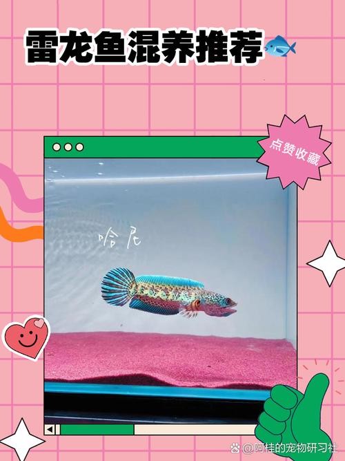 雷龍魚(yú)和恐龍魚(yú)的區(qū)別圖片