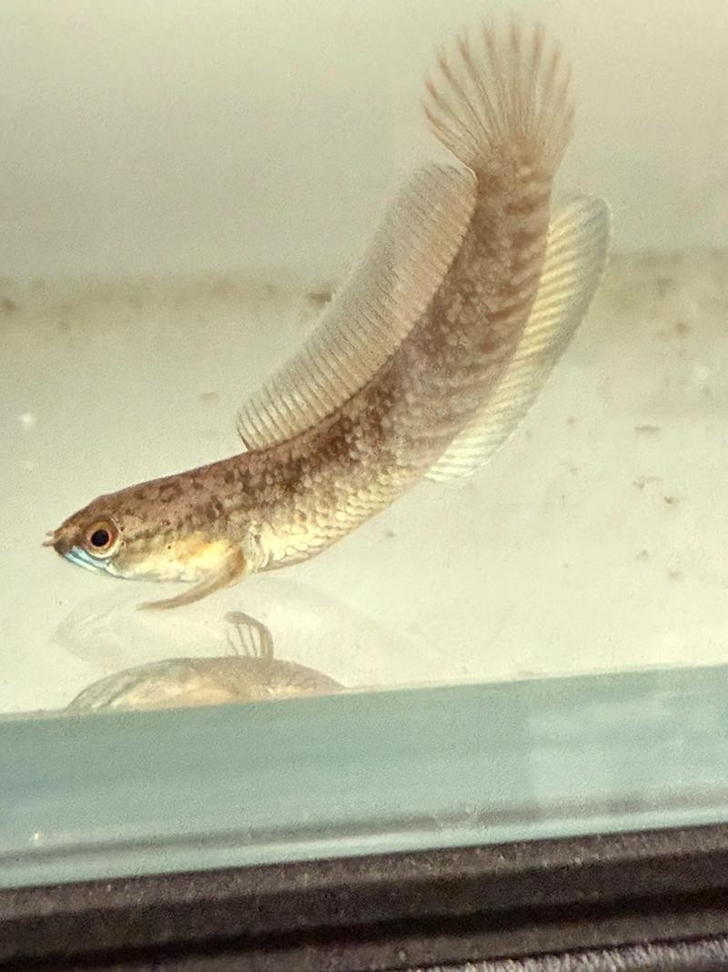 雷龍魚(yú)和恐龍魚(yú)的區(qū)別圖片